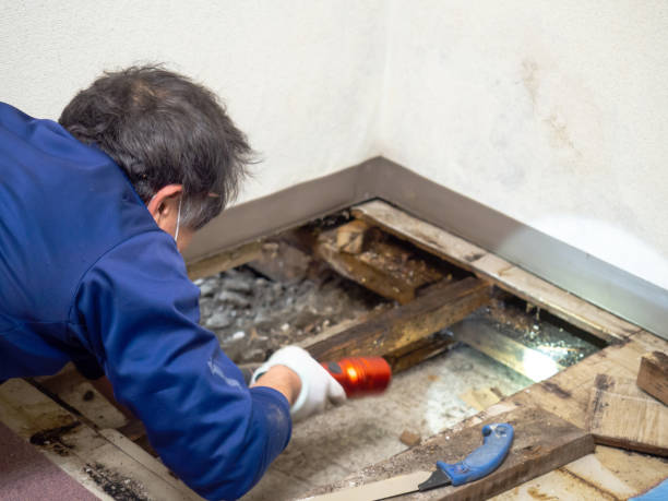 Best Crawl Space Mold Remediation in Dowagiac, MI