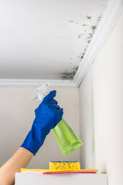 Best Preventive Mold Services in Dowagiac, MI